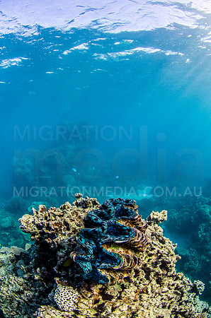 Bright Sea Clam on Coral Reef
