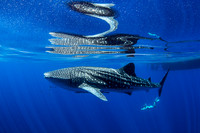 Whale Shark and Swimmer