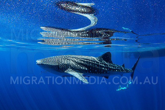 Whale Shark and Swimmer