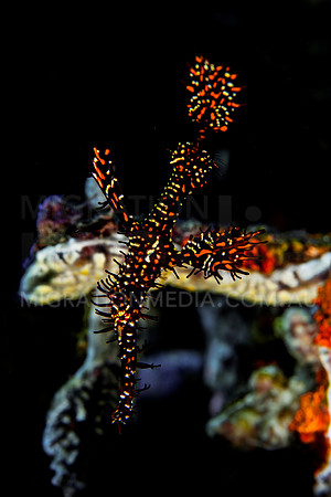 Black Red Ornate Ghost Pipefish