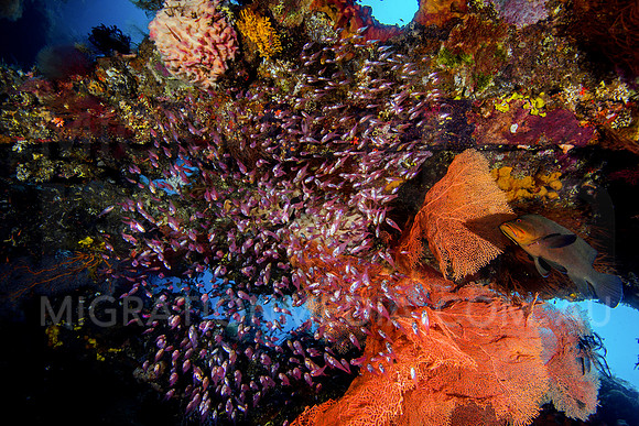 Glassfish and Orange Sea Fan
