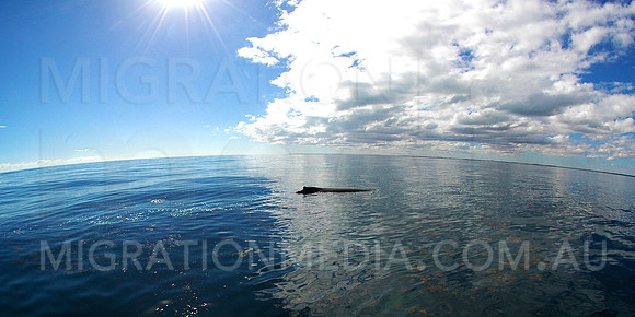 Humpback Whale Glassy