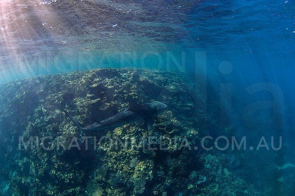 Tiger Shark Searching Reef