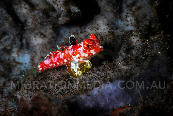 Red Dragonet