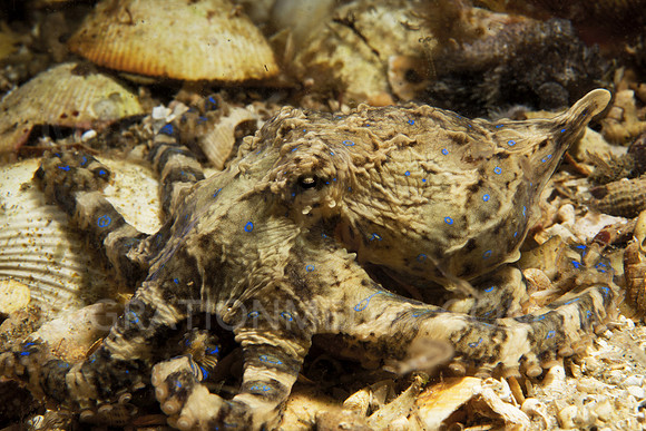 Blue-Ringed Octopus