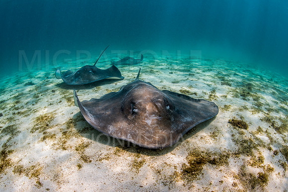 Fever of Smooth Stingrays