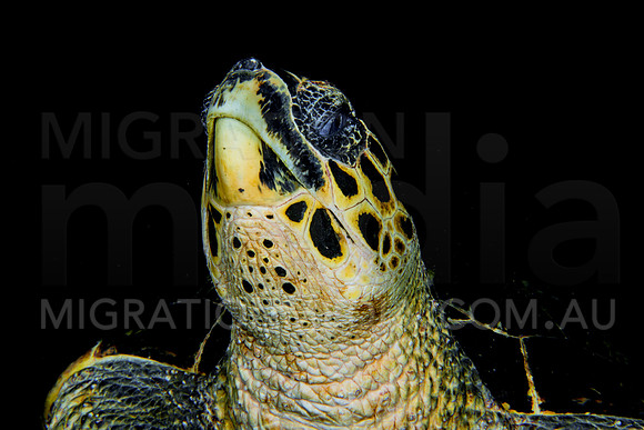 Hawksbill Turtle Close-Up