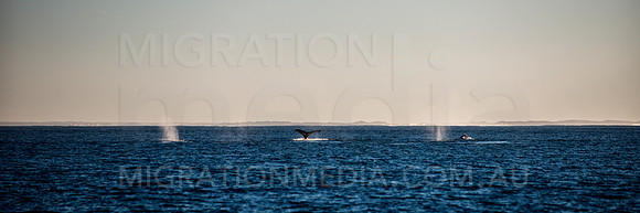 Panoramic Huge Humpback Whales