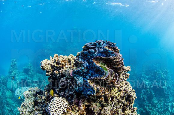 Bright Sea Clam
