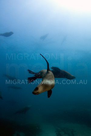 Australian Fur Seals and Sun