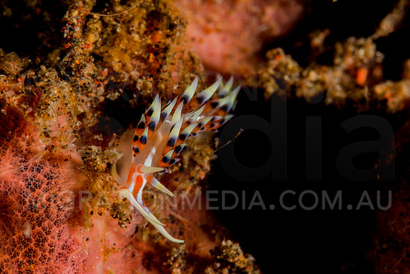 Cuthona Nudibranch (2)