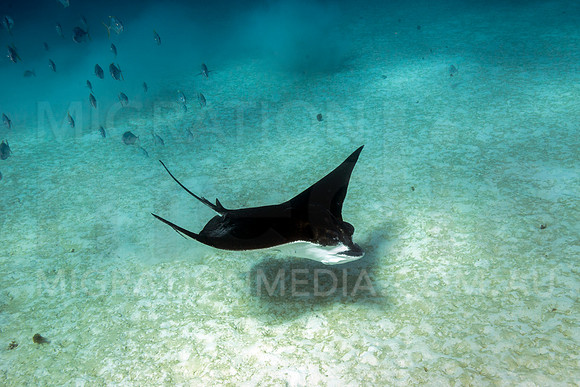 Eagle Ray with Trevally