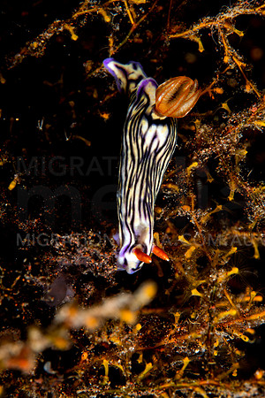 Striped Nembrotha Nudibranch Portrait