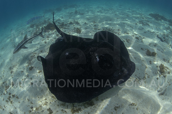 Bull Ray and Cobias