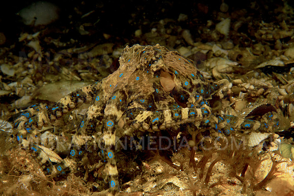 Blue-Ringed Octopus Approaching