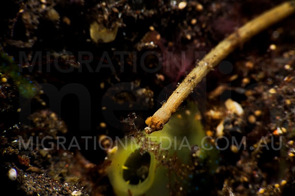 Snub-nose Pipefish Face