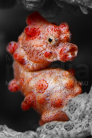 Pygmy Pop