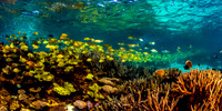 Yellow Fish Road