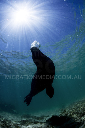 Australian Sea Lion Silhouette