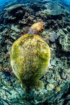 Loggerhead Turtle Shell