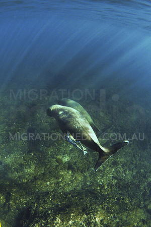 Dugong and Calf