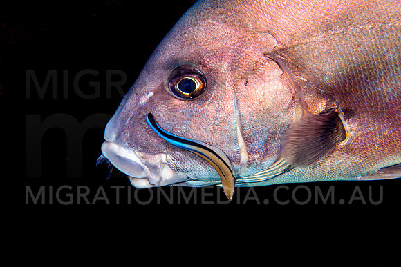 Sweetlips Black Background Cleaning