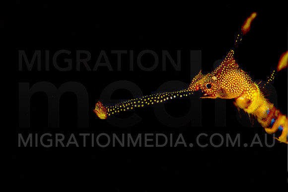 Weedy Sea Dragon Snout