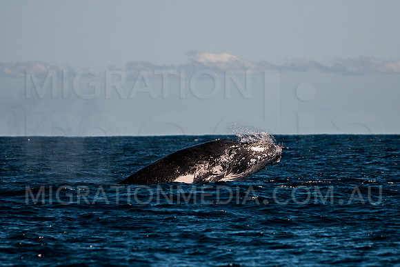 Humpback Whale Baby Breaching