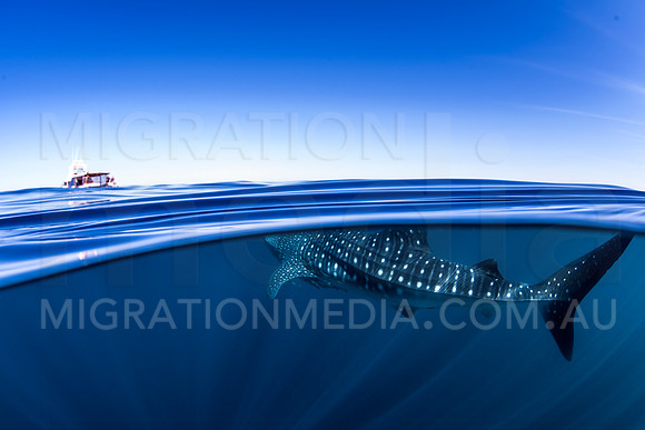 Whale Shark Silk