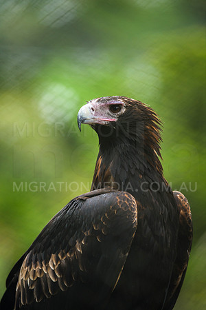 Wedge-tailed eagle