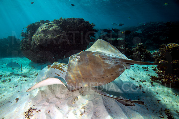 Cowtail Rays Mating