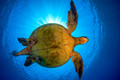 Lady Elliot Turtle