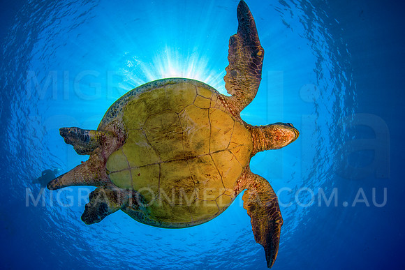 Lady Elliot Turtle