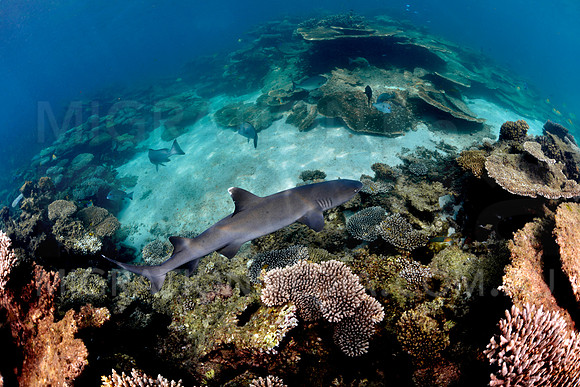 White-Tip Reef Shark Swimming Over Reef