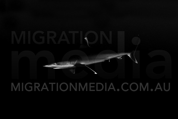 Silvertip Shark B&W