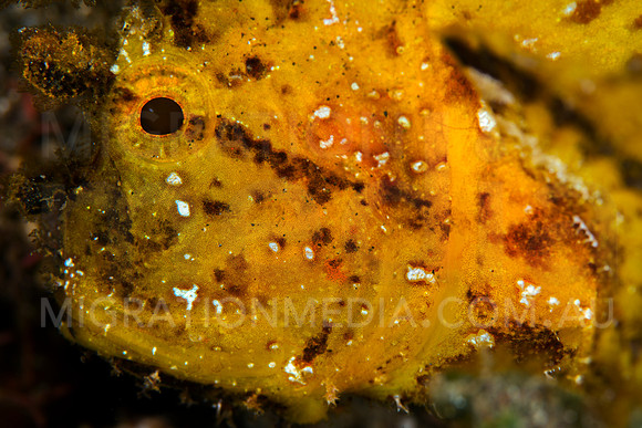 Yellow Leaf Scorpionfish