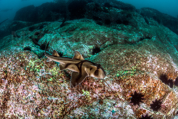 Port Jackson Shark Searching