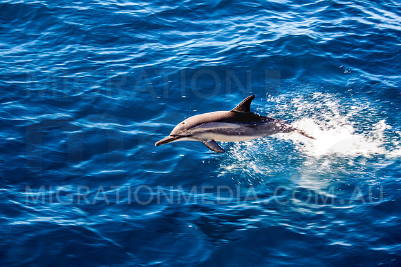 Spinner Dolphin Close-Up Jumping
