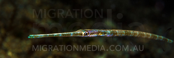 Cornetfish