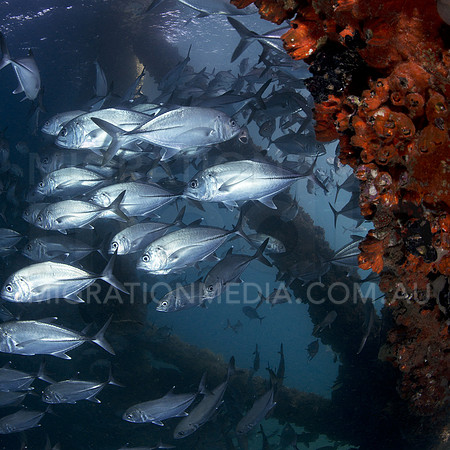 Big-Eye Trevally & Pillon