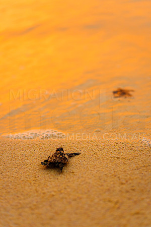 Hawksbill Turtle Hatchling
