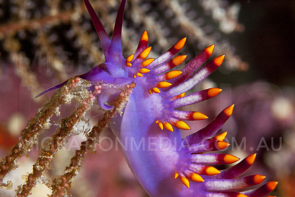 Cuthona Nudi Close
