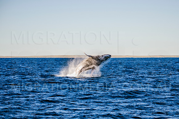Humpback Whale Adult Breach