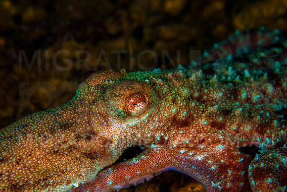Vibrant Octopus Eye