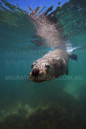 Australian Sea Lion Racing