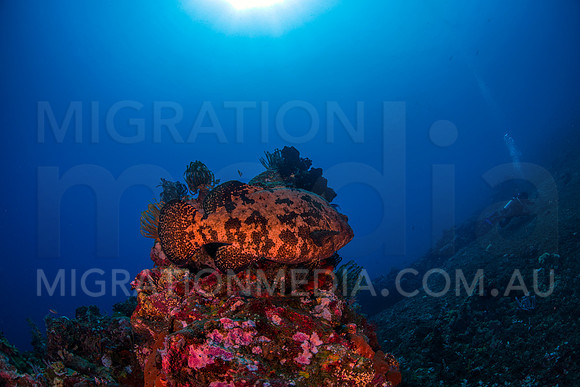 Grouper on Reef