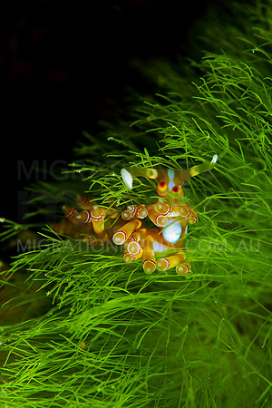 Nudi on Seagrass