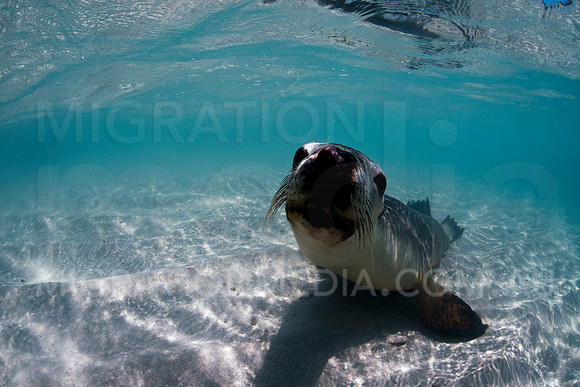 Australian Sea Lion Pup