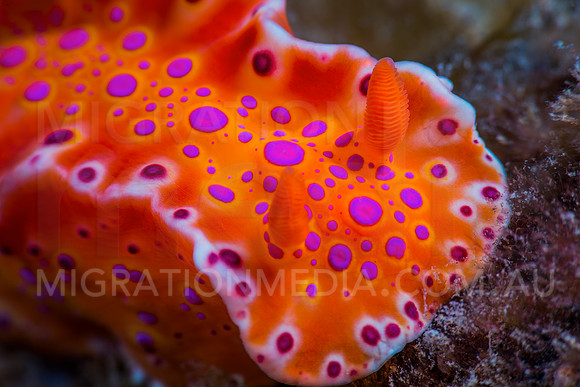 Cerastoma Nudibranch (3)