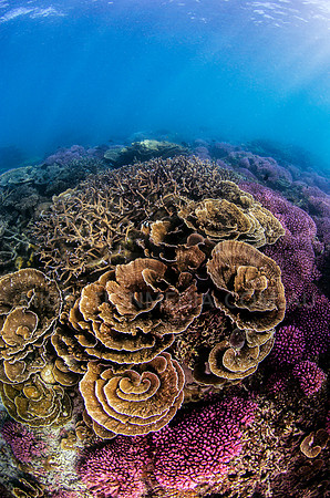 Beautiful Shallow Reef